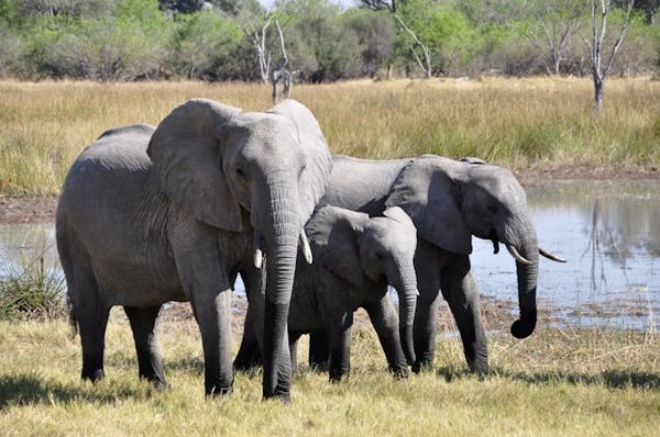 Comment organiser une expédition pour observer les éléphants dans le parc national de Chobe, Botswana : conseils et périodes recommandées ?